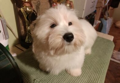 James Jr. Lwie serce z Międzylesia