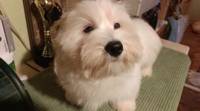 James Jr. Lwie serce z Międzylesia