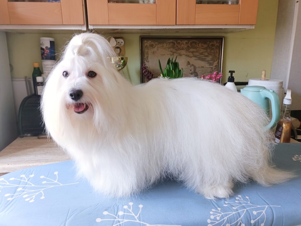 DAISY Lwie Serce z Międzylesia