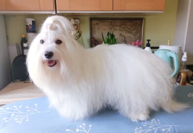 DAISY Lwie Serce z Międzylesia