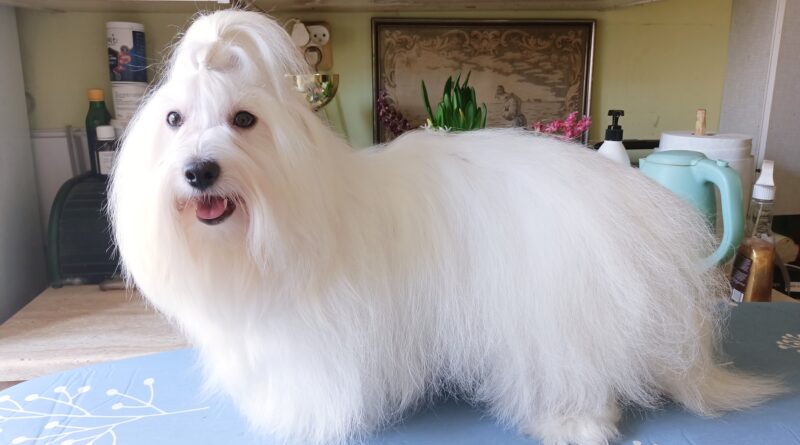 DAISY Lwie Serce z Międzylesia